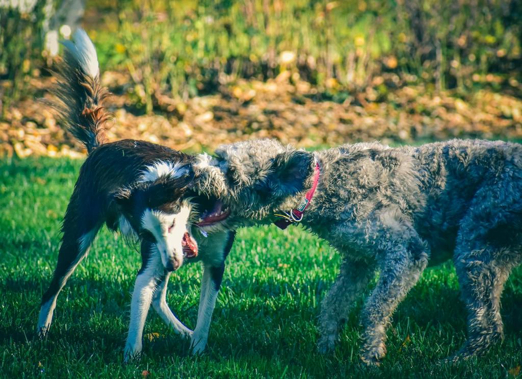 7 Tips for Managing and Correcting Bad Behavior in Dogs | WorleyGig.com